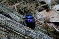 /album/nahlikova-senica-3-miesto-/chrobac-no-uz-to-cvakni-jpg/